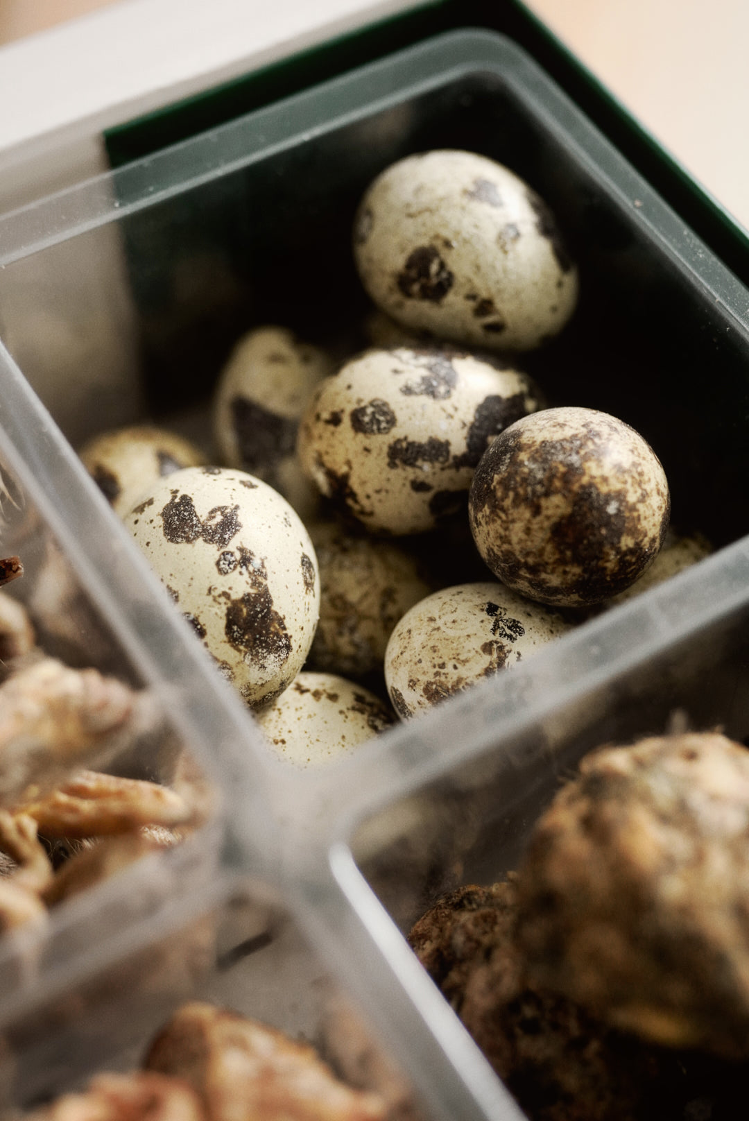 PANTA Quail Collection Gift Box Wholesale
